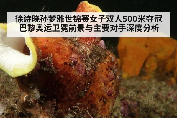 徐诗晓孙梦雅世锦赛女子双人500米夺冠 巴黎奥运卫冕前景与主要对手深度分析